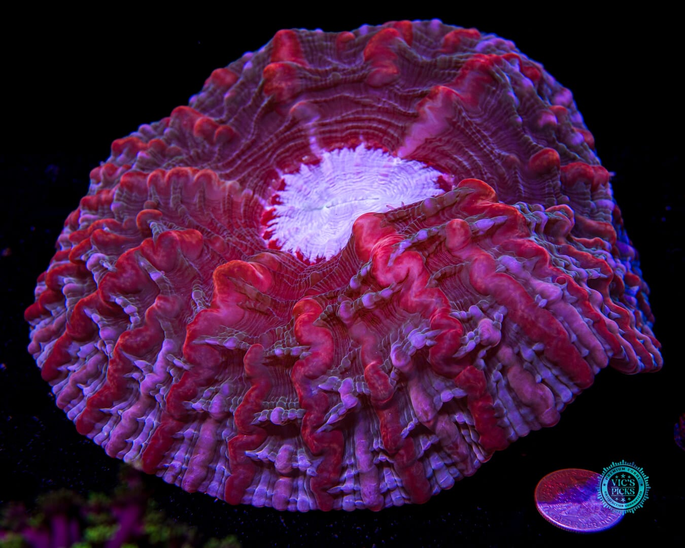 Shimmering Vortex Indophyllia - Actinic Photo