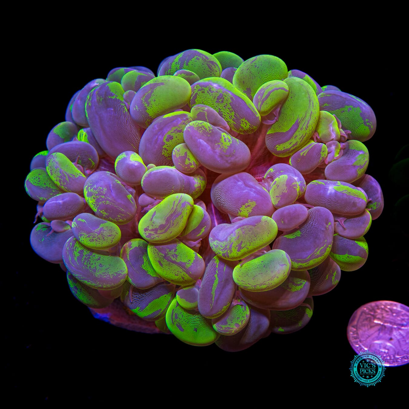 Super Splatter Bubble - Actinic Photo
