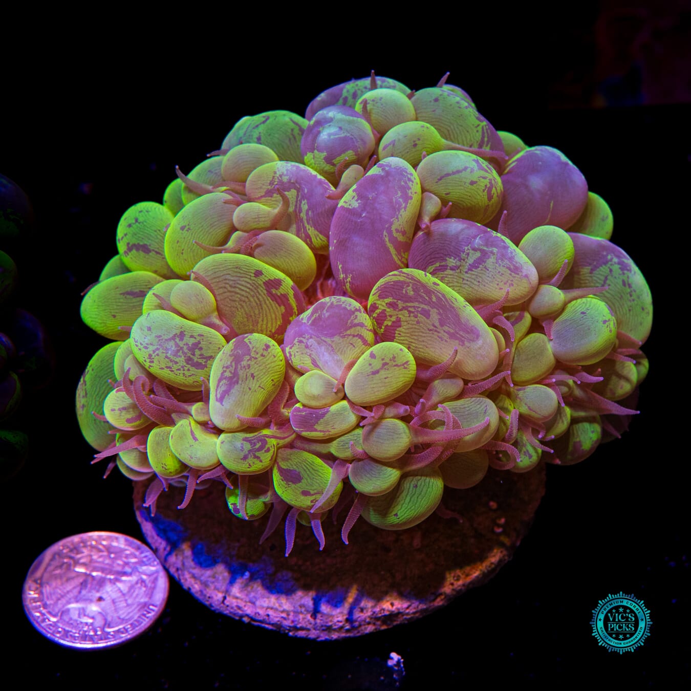 Super Splatter Bubble - Actinic Photo