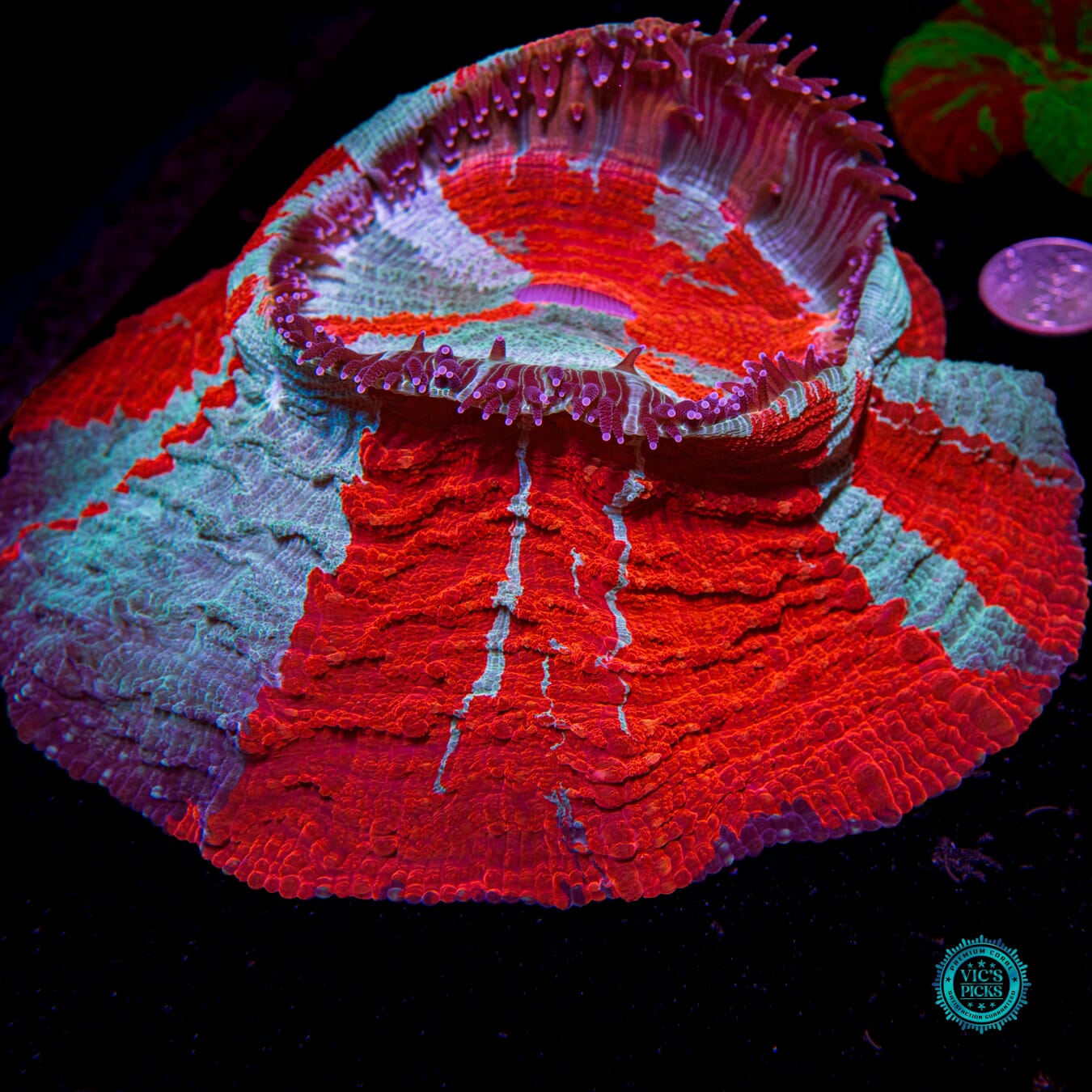 Soulfrost Acanthophyllia - Actinic Photo