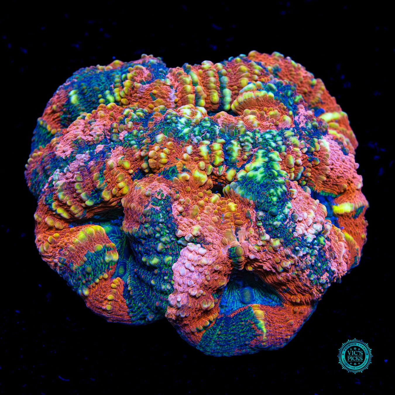 Tropicana Lobophyllia - Daylight Photo