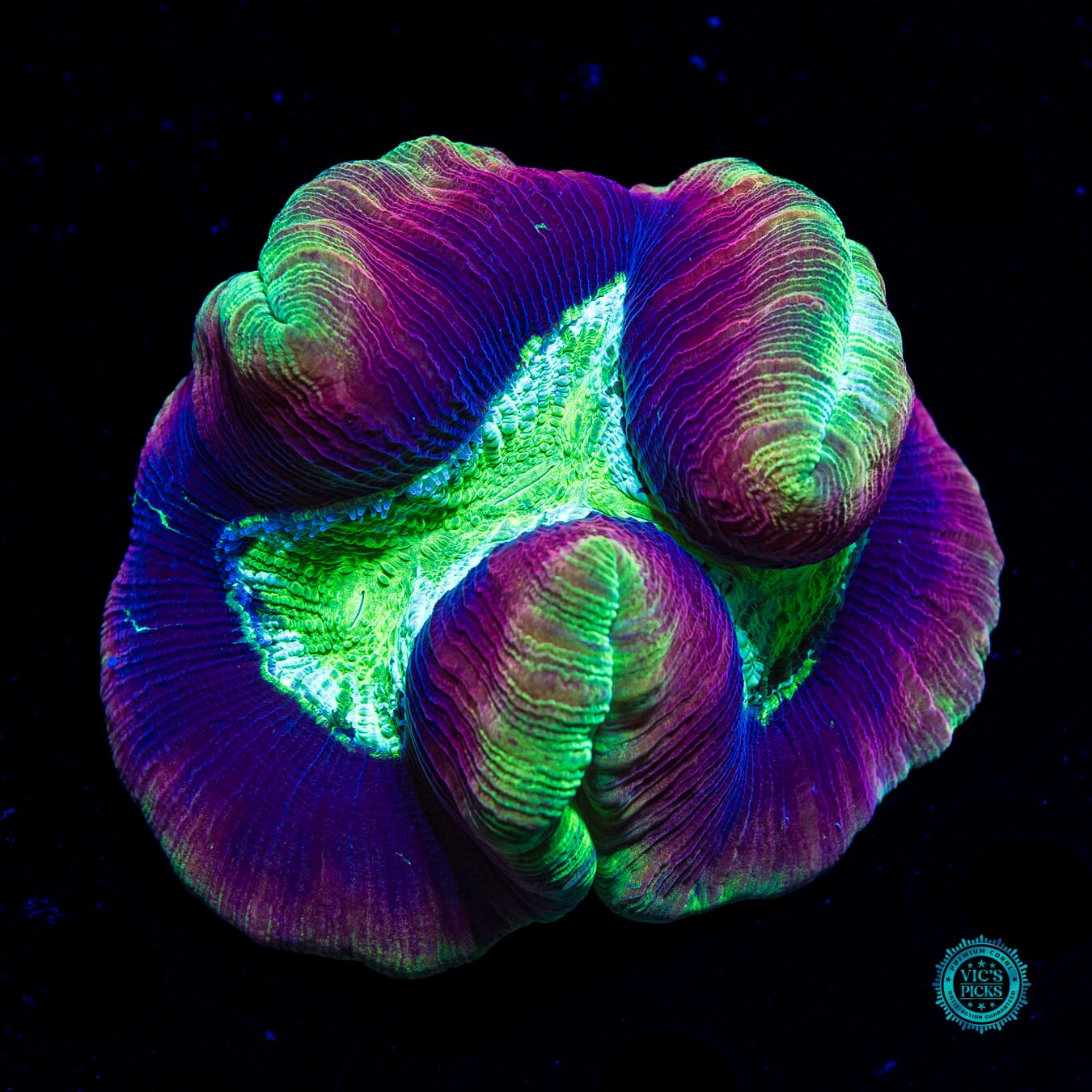 Tubular Trachyphyllia - Daylight Photo