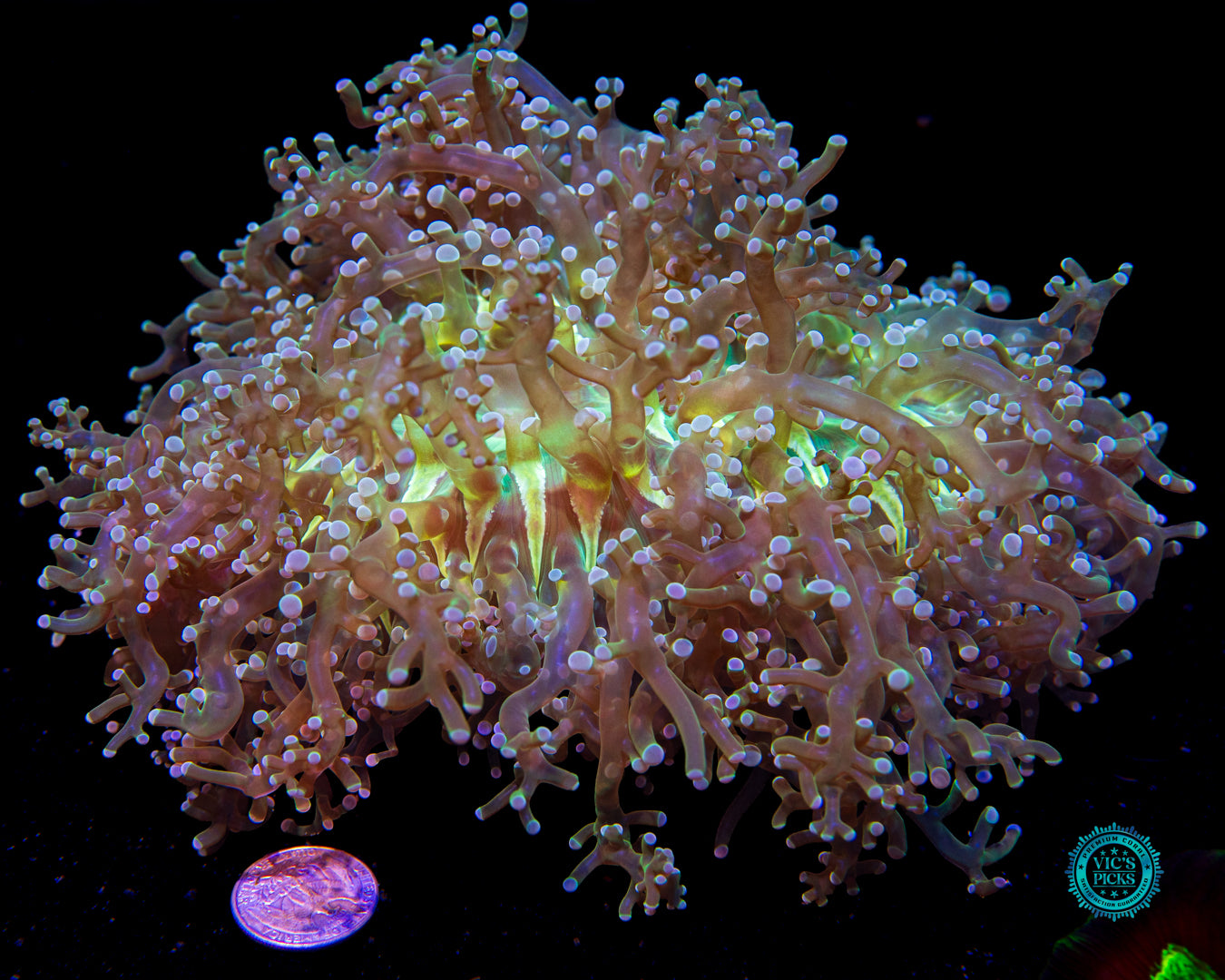 Aquamarine Jewel Wall Frogspawn