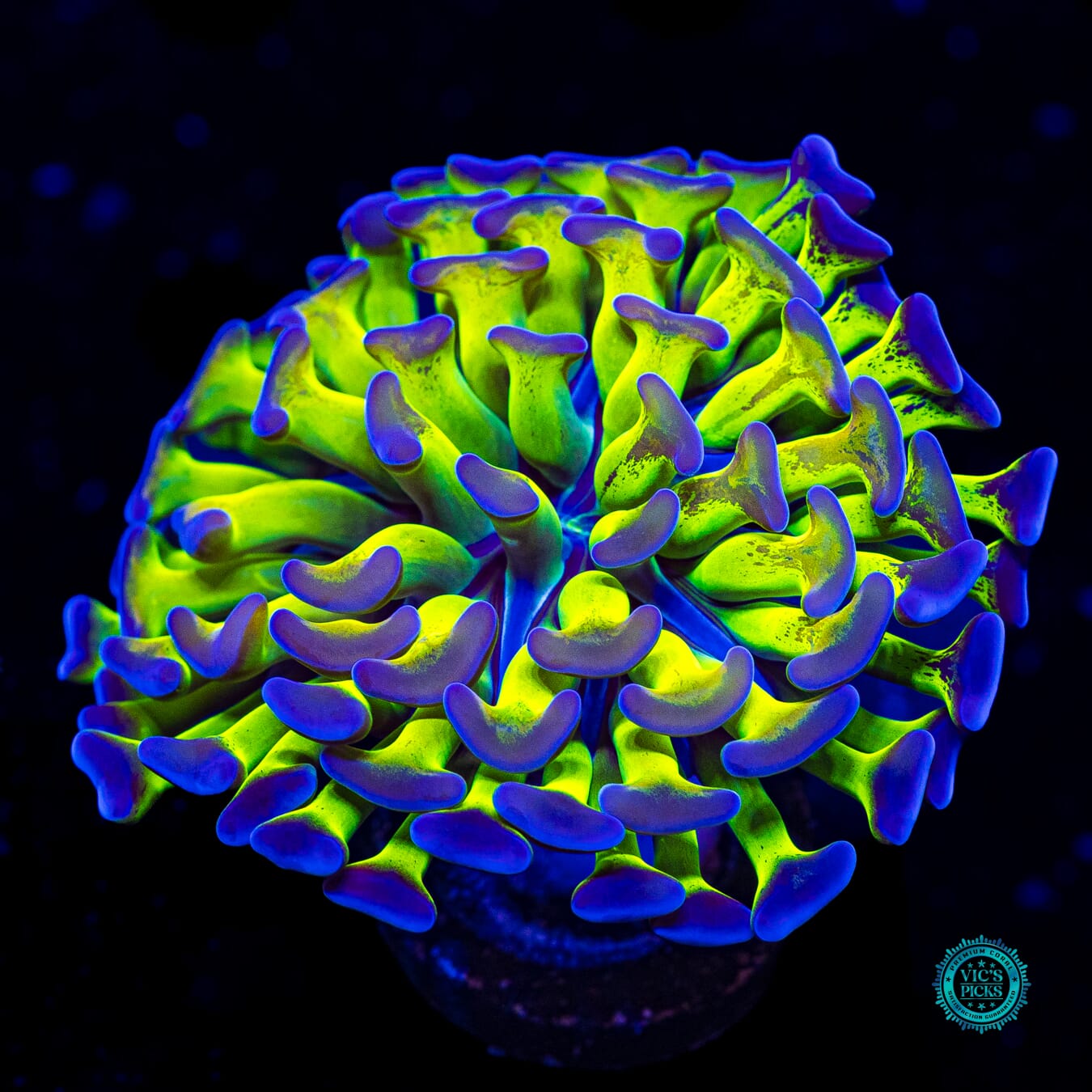 Sin City Neon Branching Hammer - Daylight Photo