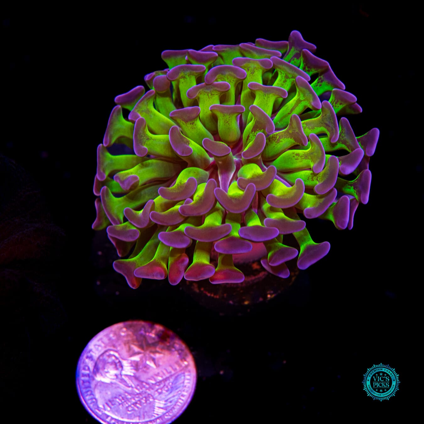 Sin City Neon Branching Hammer - Actinic Photo