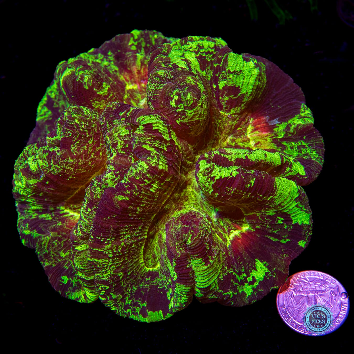 Chamo Chameleon Trachyphyllia - Actinic Photo