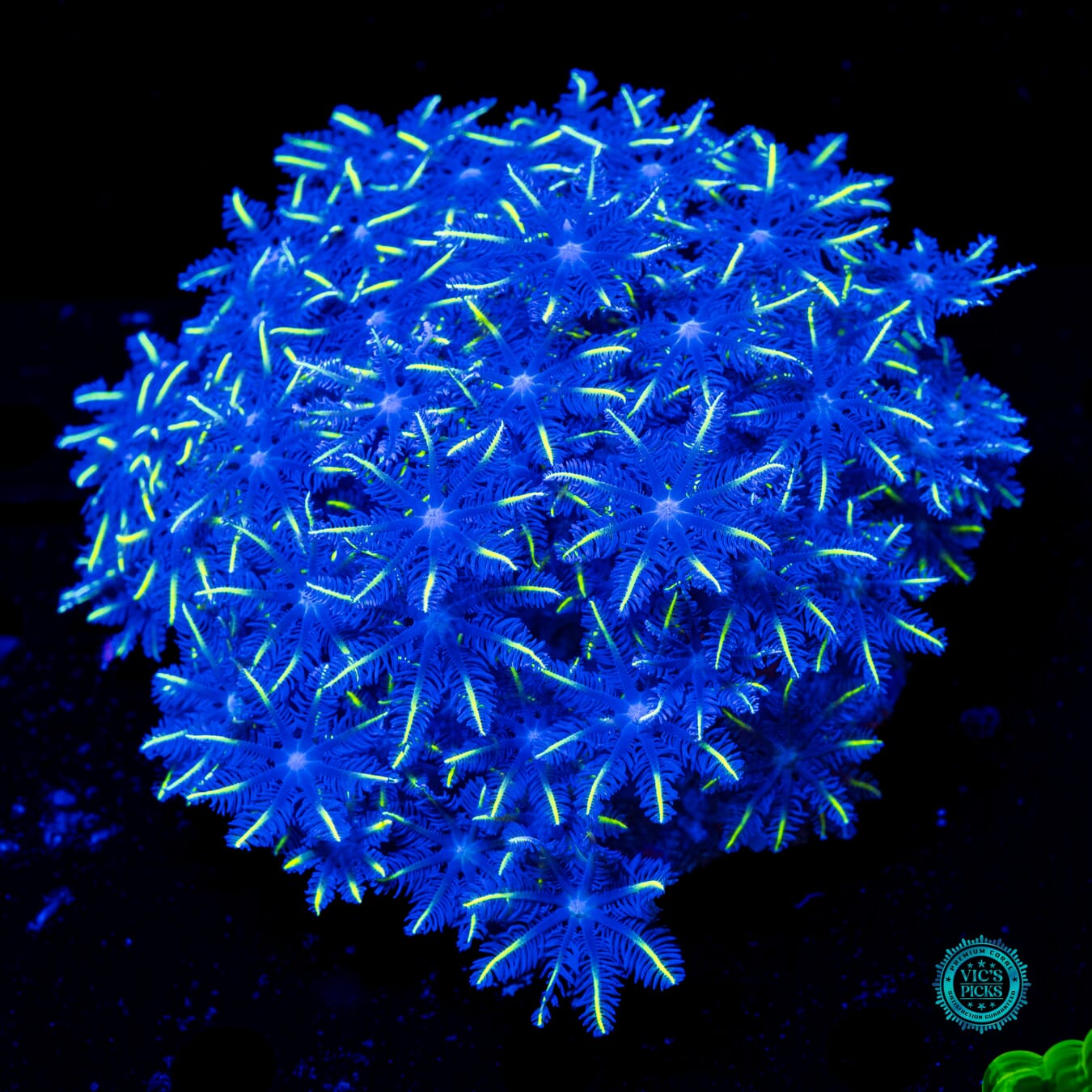Lemon Tipped Clove Polyps - Daylight Photo