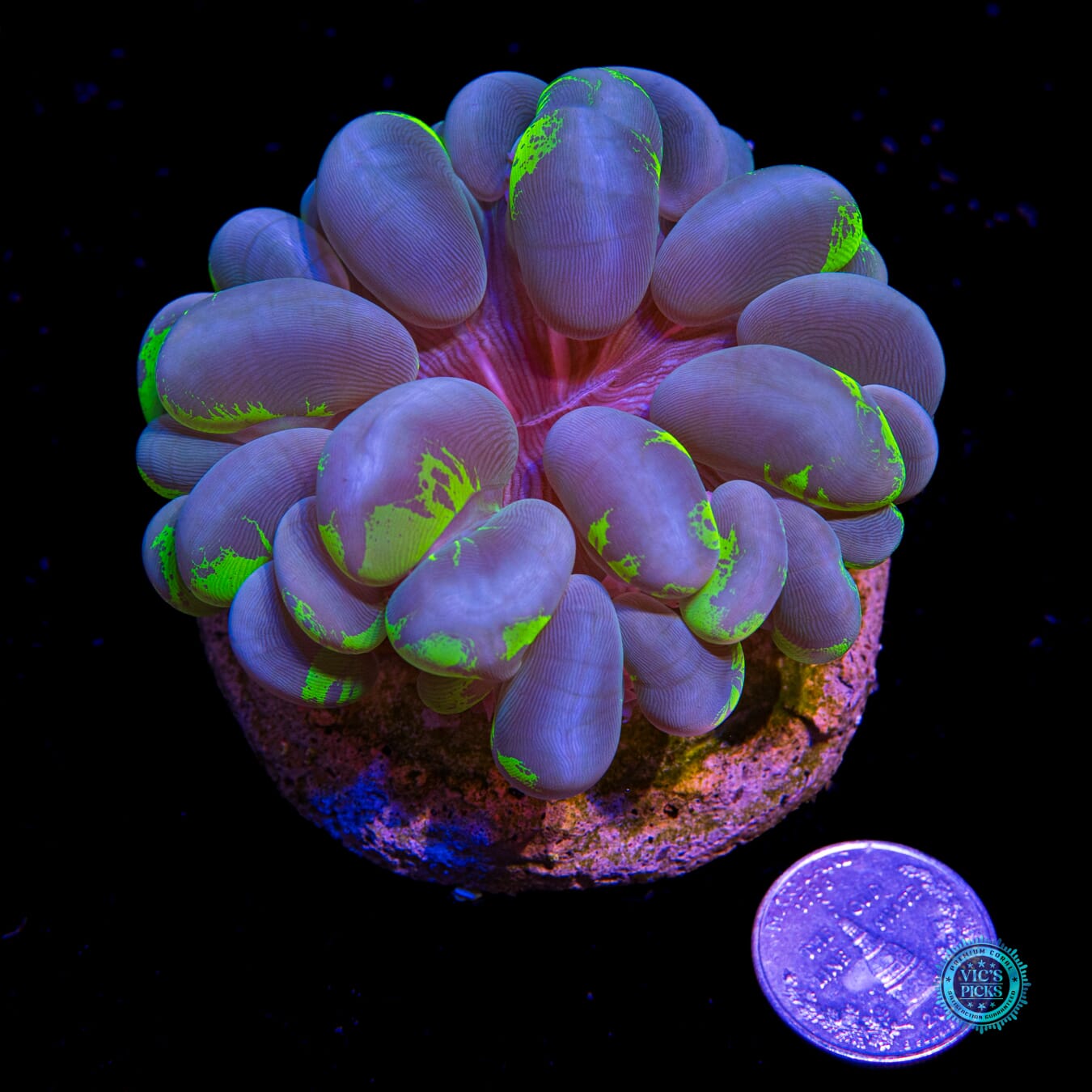 Splatter Bubble - Actinic Photo