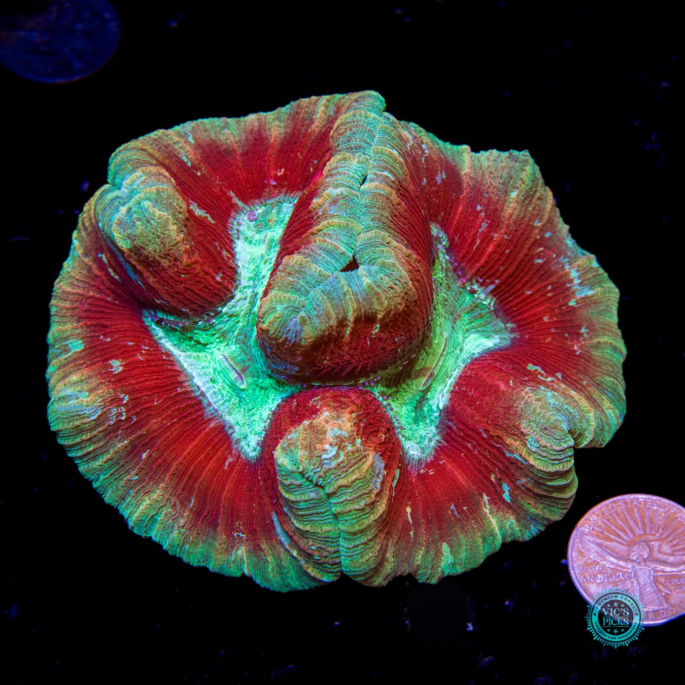 Cosmic Crimson Trachyphyllia - Actinic Photo