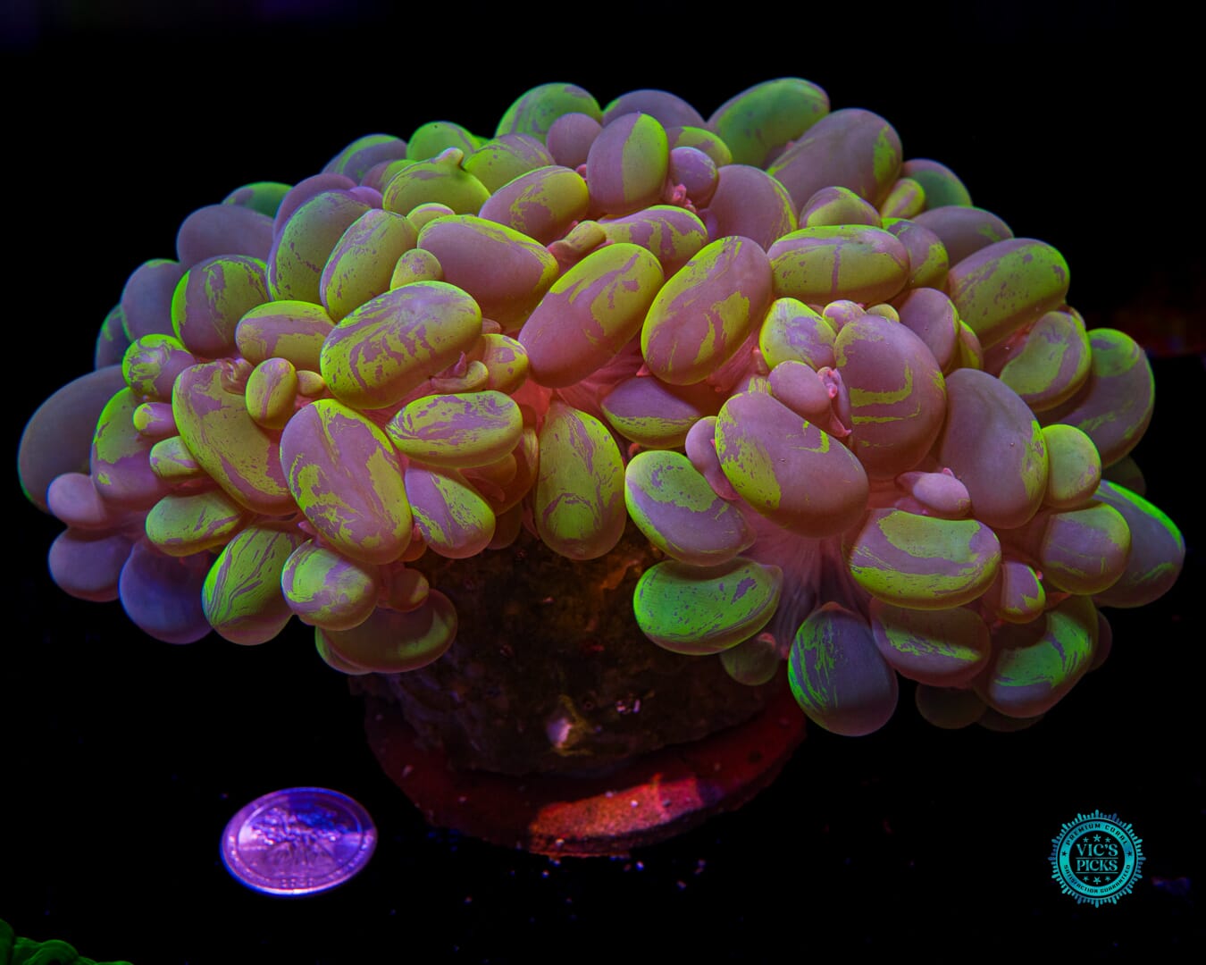 XXXXL Neon Splatter Bubble - Actinic Photo
