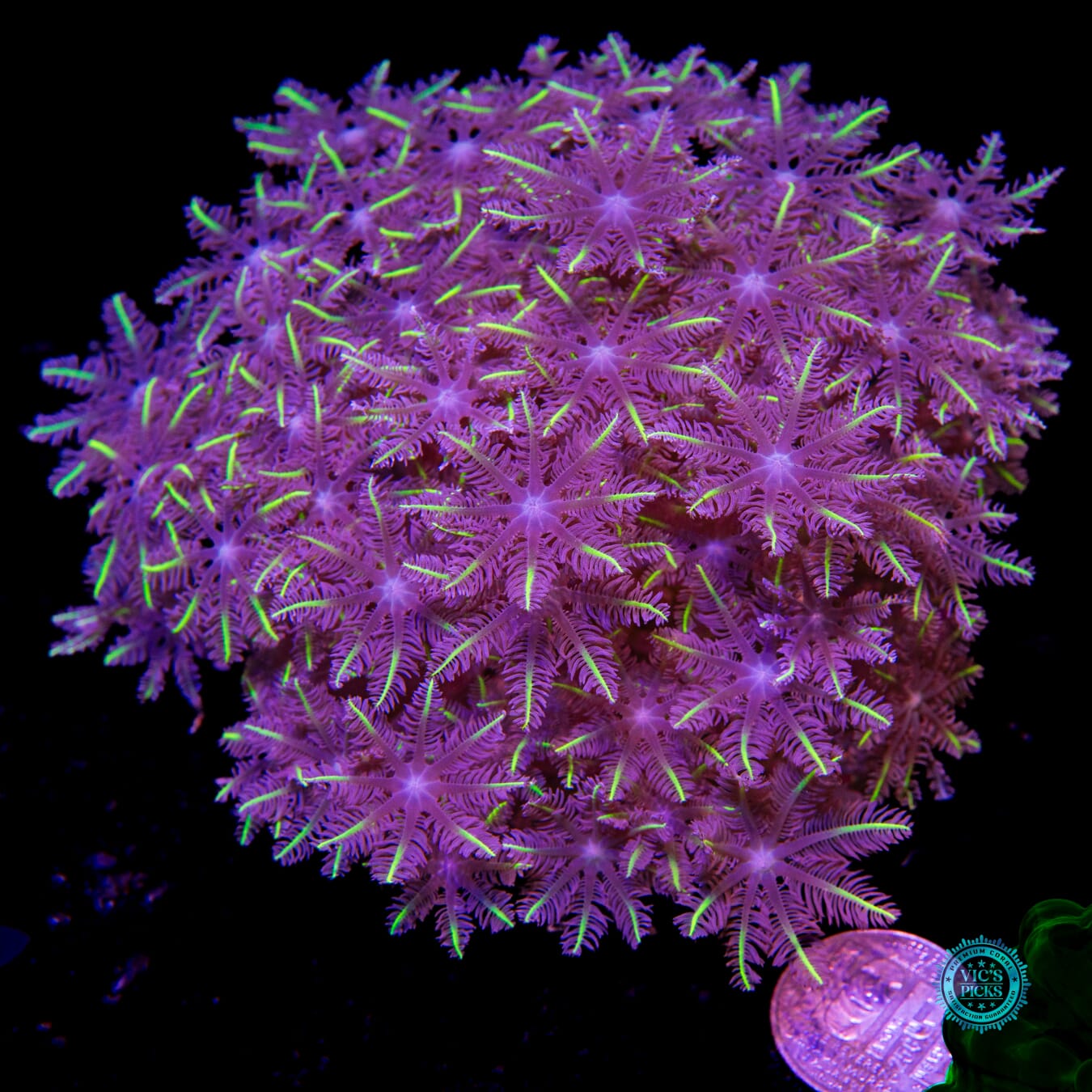 Lemon Tipped Clove Polyps - Actinic Photo