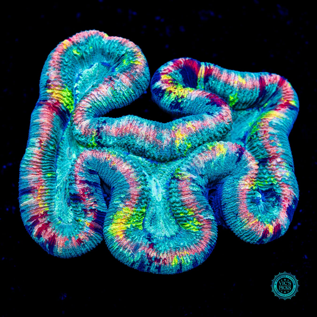 Rainbow Rim Trachyphyllia - Daylight Photo
