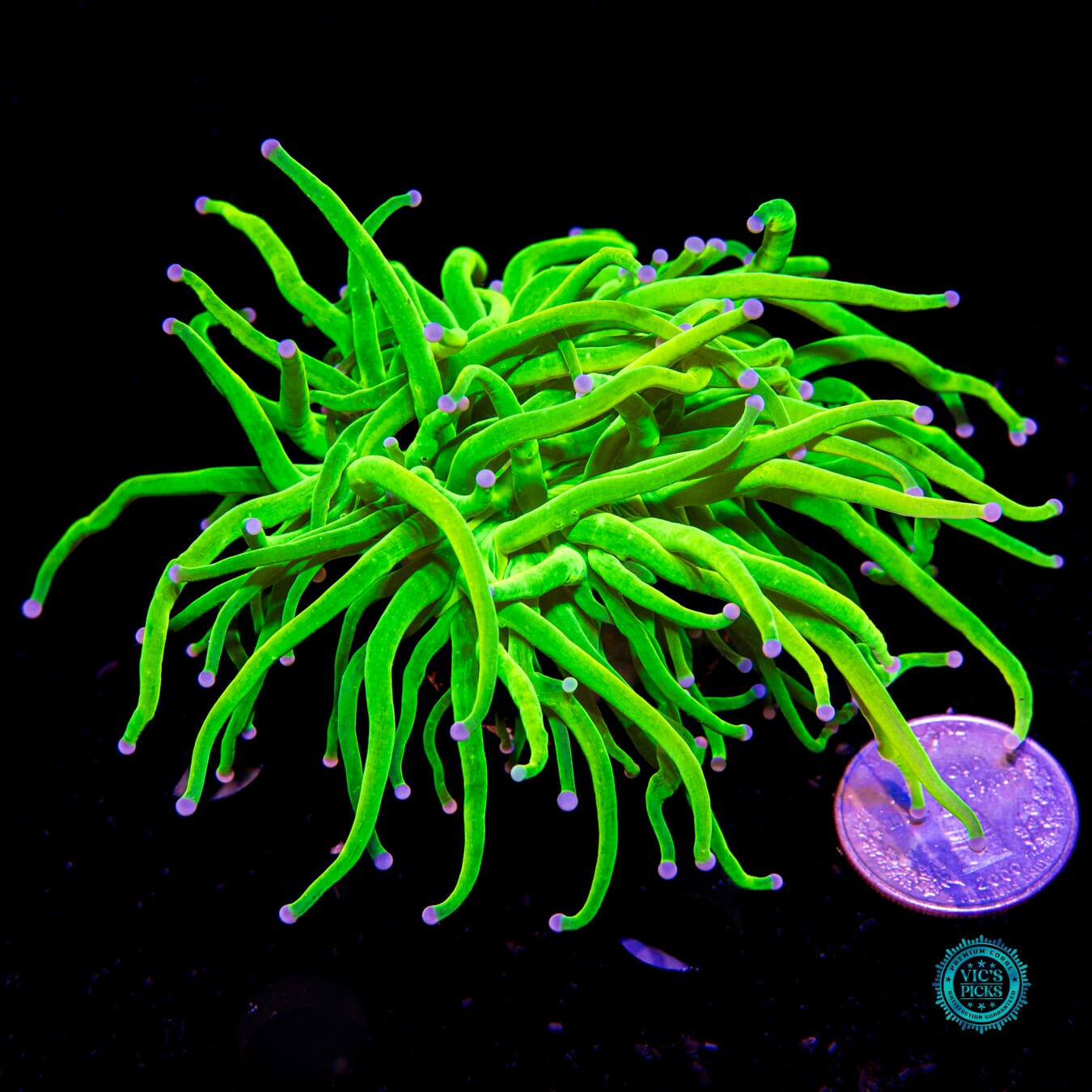 Banana Grail Torch - Actinic Photo
