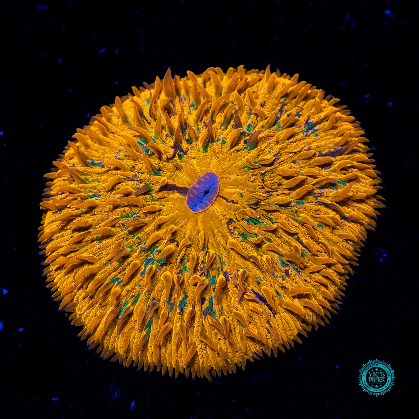 Sun Speckled Plate - Actinic Photo