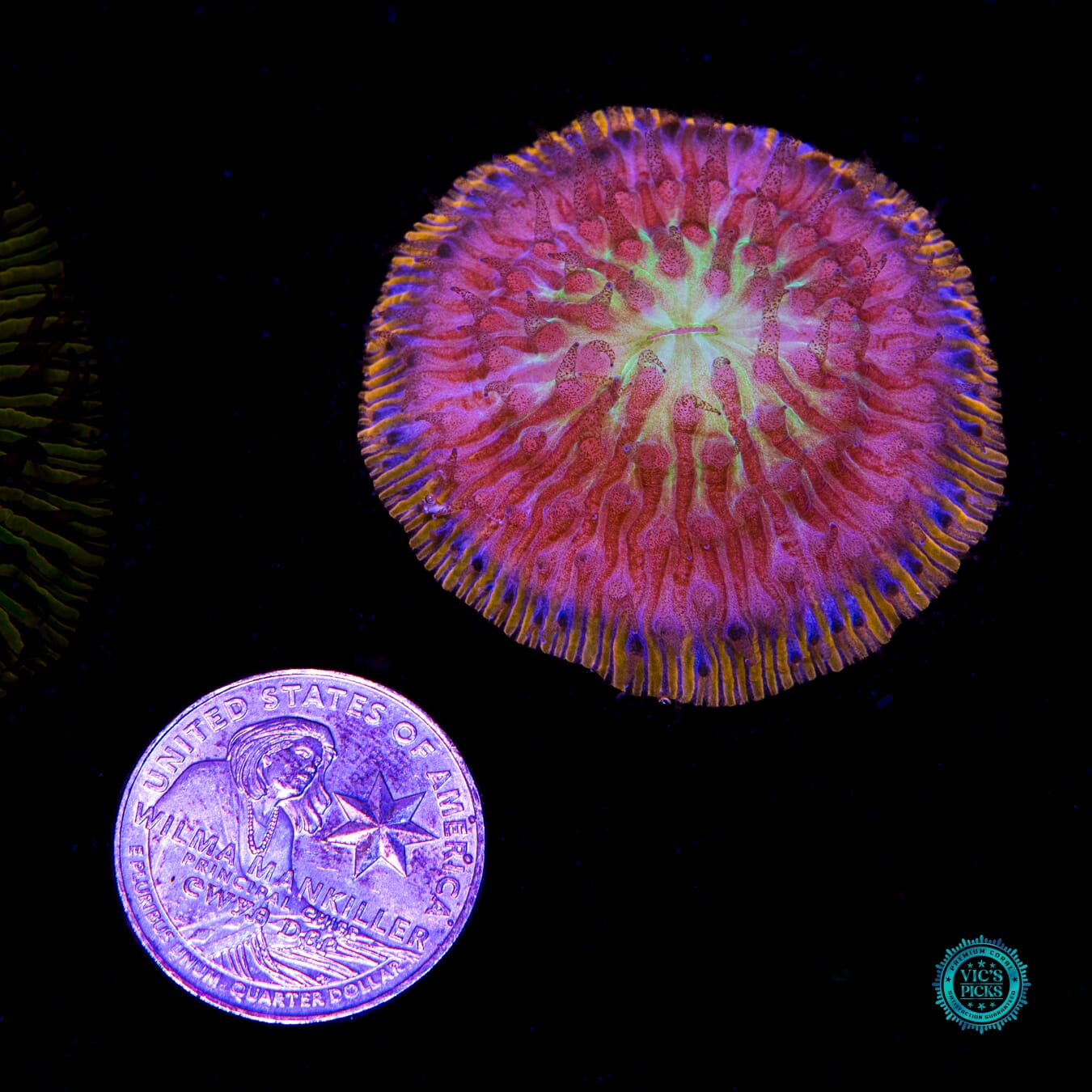 Paradise Cove Plate - Actinic Photo