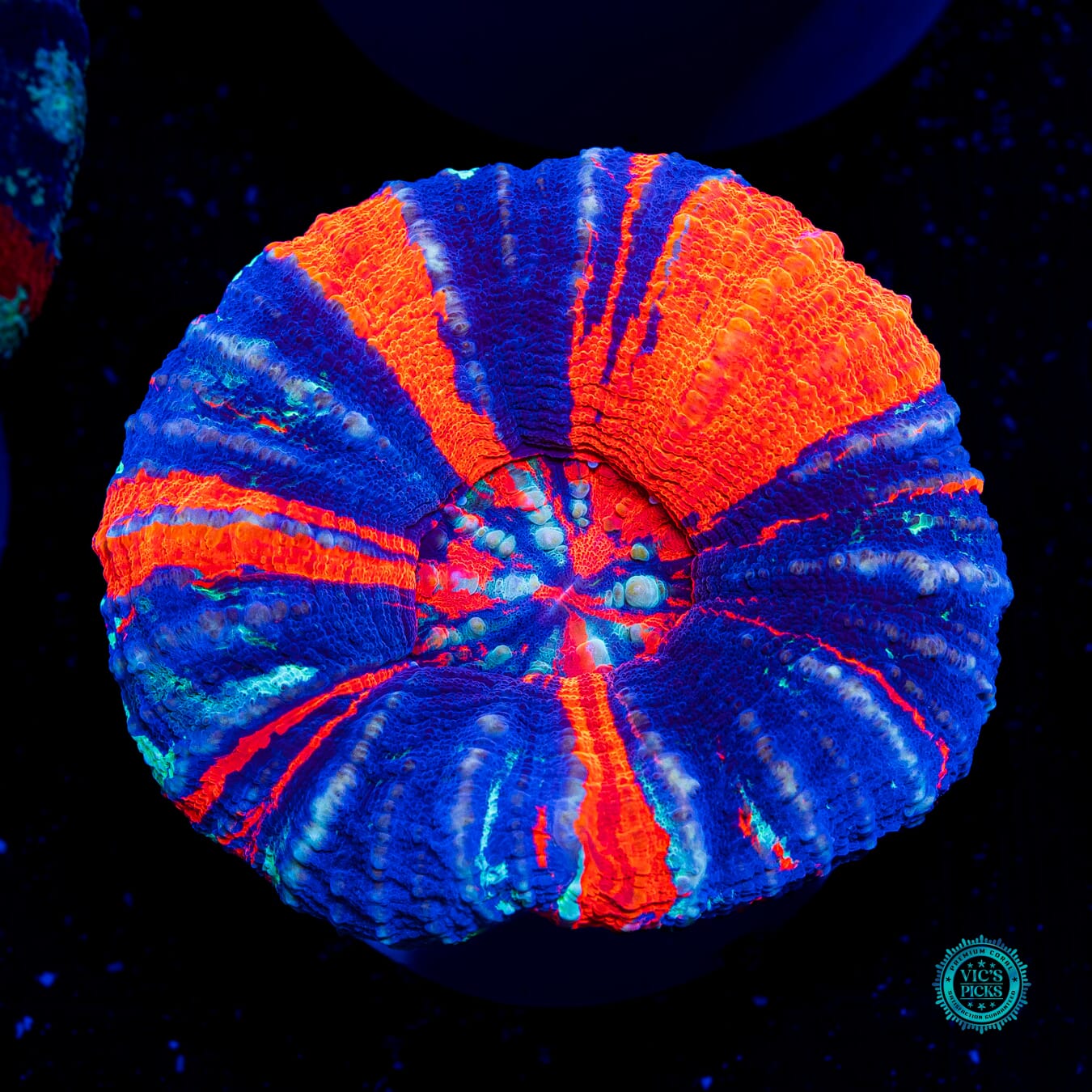 Pinwheel Warpaint Scolymia - Actinic Photo