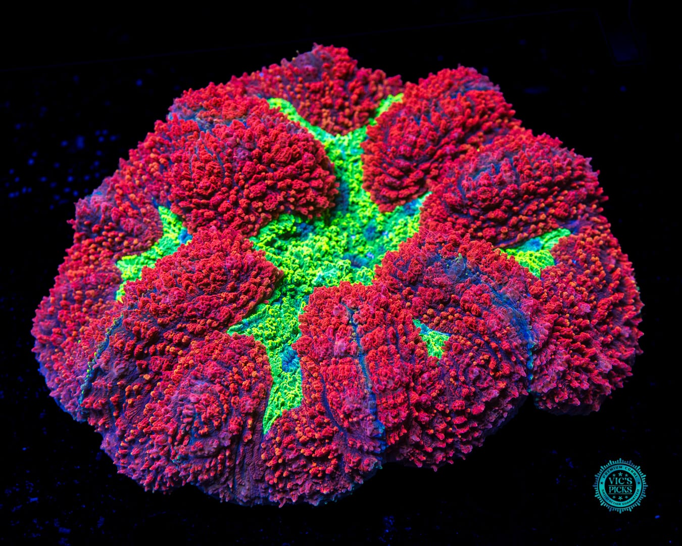 Ruby Red Symphyllia - Actinic Photo