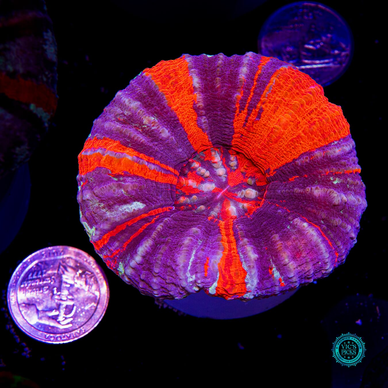 Pinwheel Warpaint Scolymia - Daylight Photo