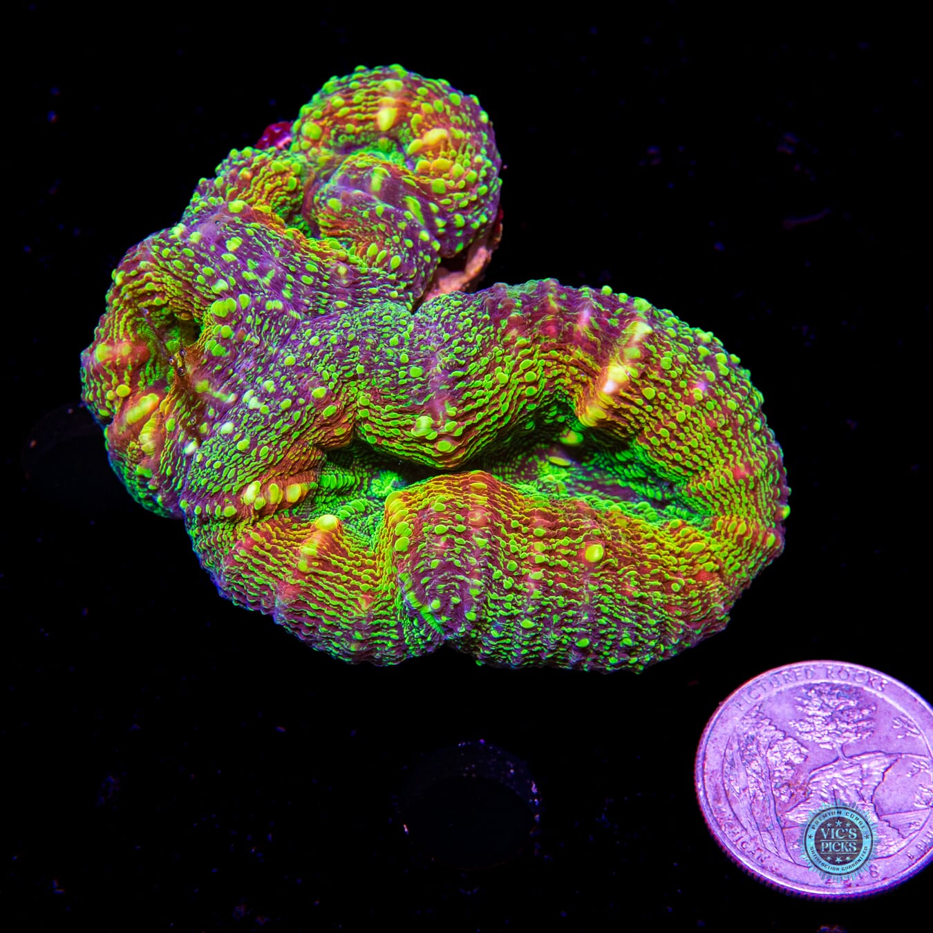 Alien Experiment Lobophyllia - Daylight Photo