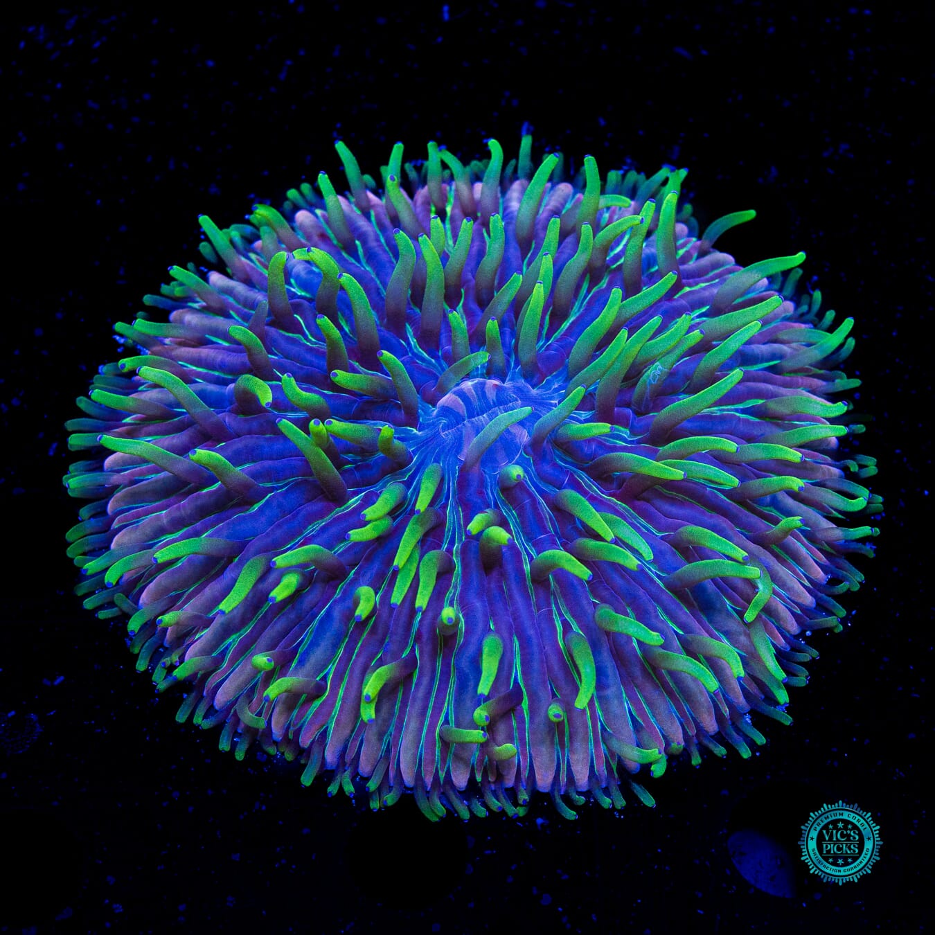 Purple Zebra Plate - Actinic Photo