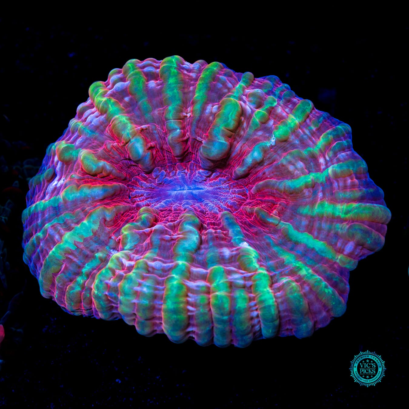 Dragon Eye Indophyllia - Actinic Photo
