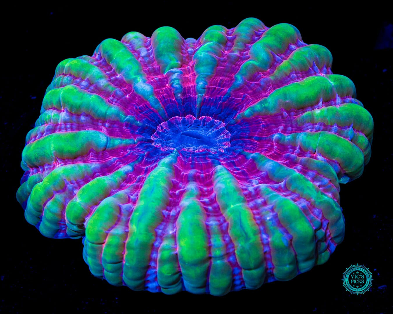 Collision Course Cynarina - Actinic Photo