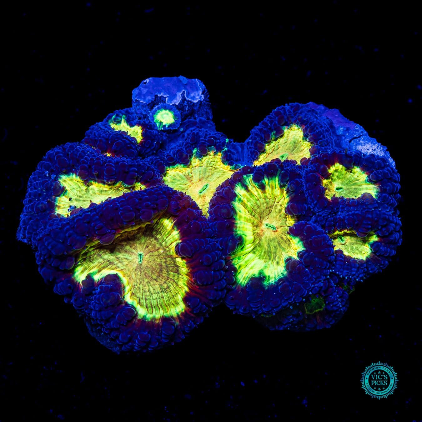 Chaotic Lunacy Blastomussa - Actinic Photo