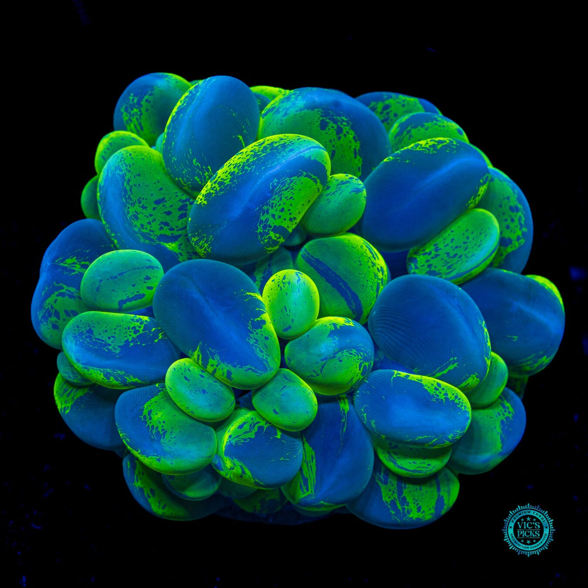 Super Splatter Bubble - Actinic Photo