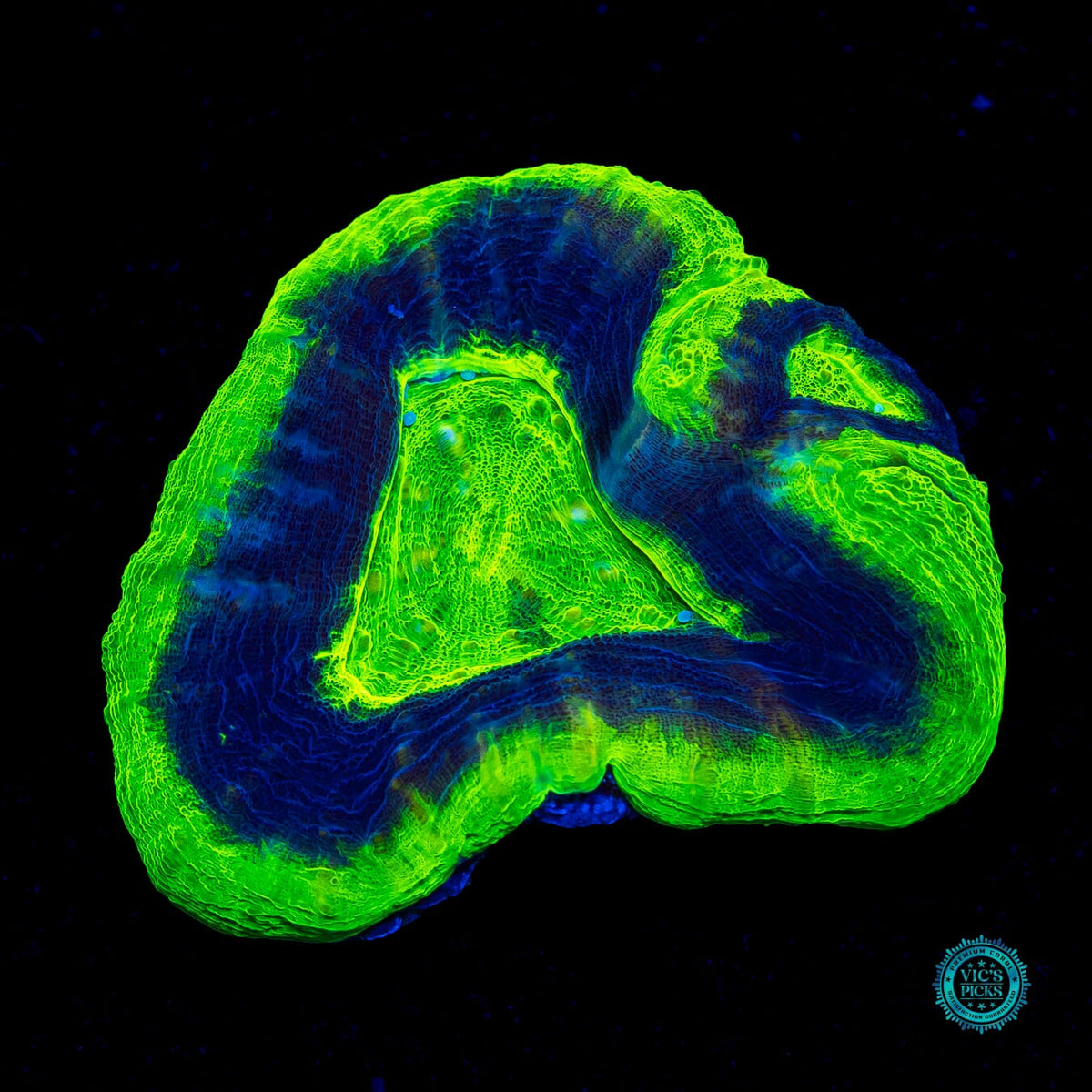 UFO Scolymia - Actinic Photo
