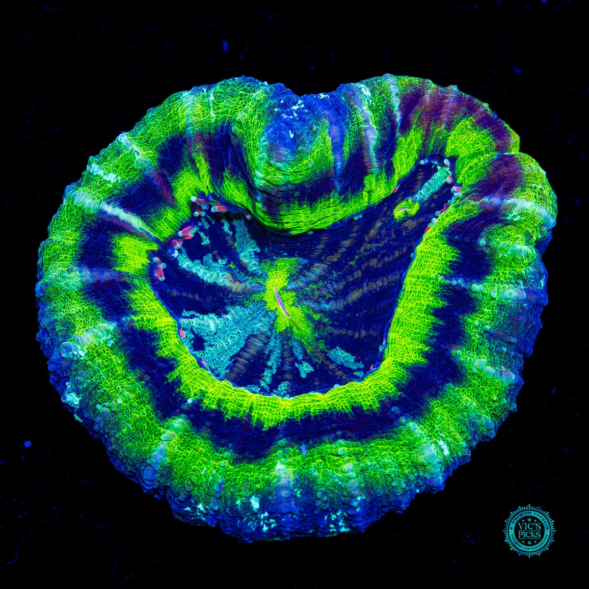 Pink Tentacle and Double Mouth UFO Scolymia - Actinic Photo