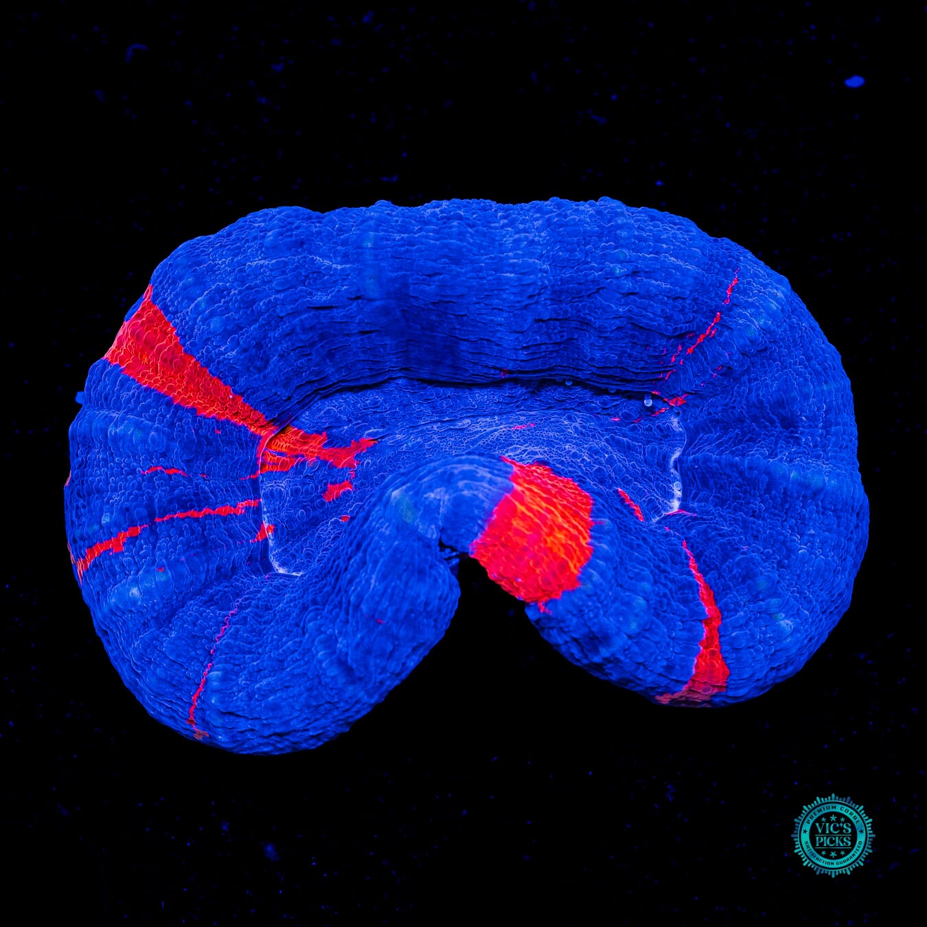 Spiderman Scolymia - Actinic Photo