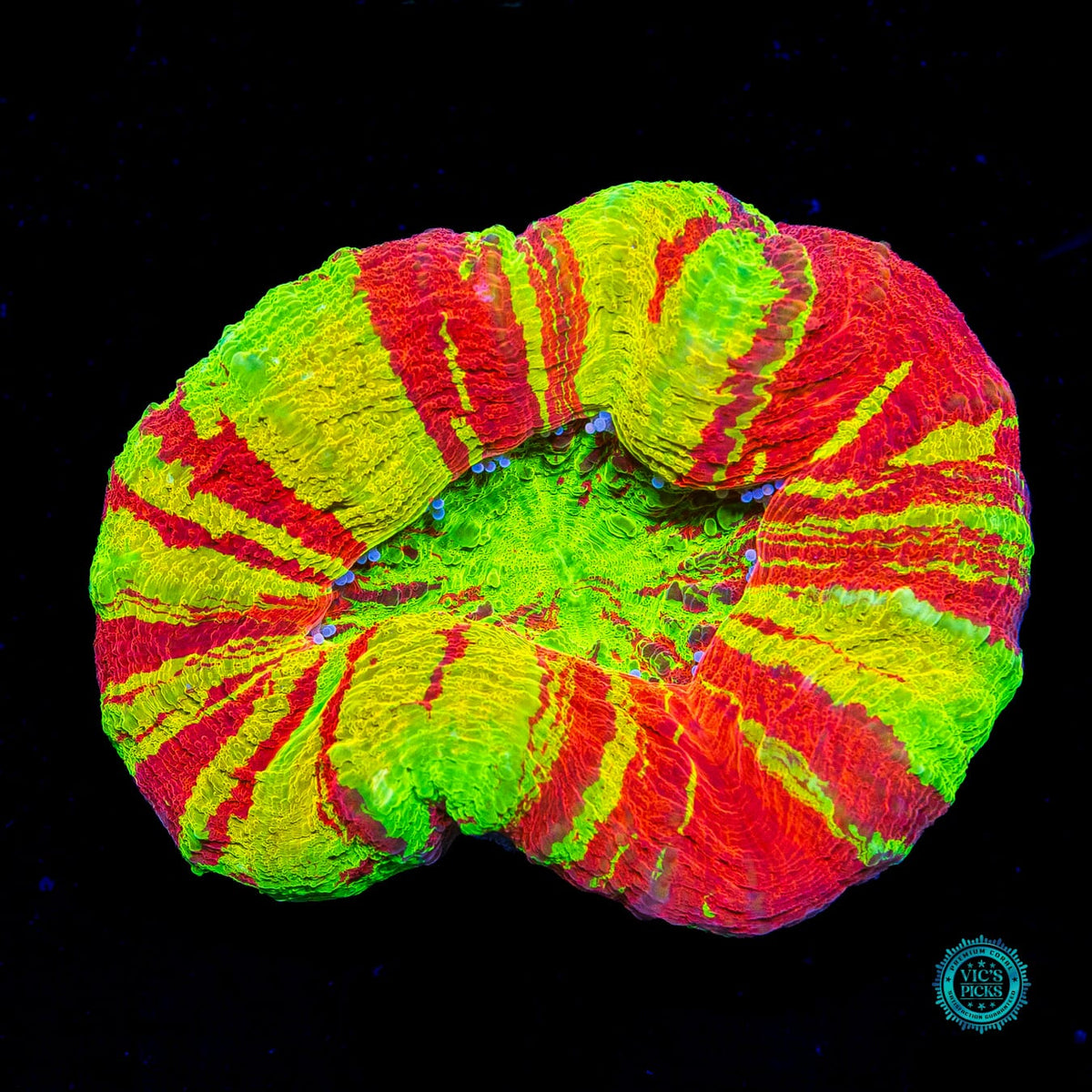 Bleeding Lemon Scolymia - Actinic Photo
