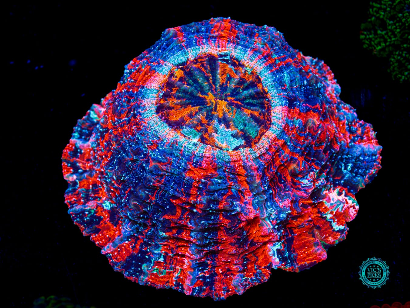 Cosmic Mashup Acanthophyllia - Actinic Photo