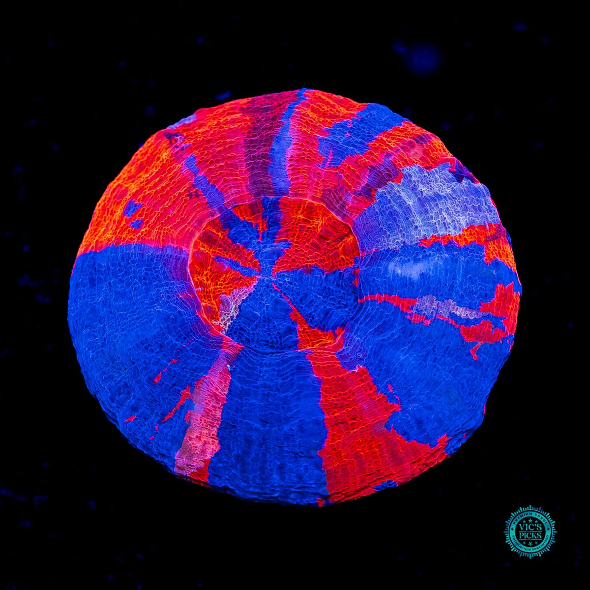 Mighty Superman Scolymia - Actinic Photo