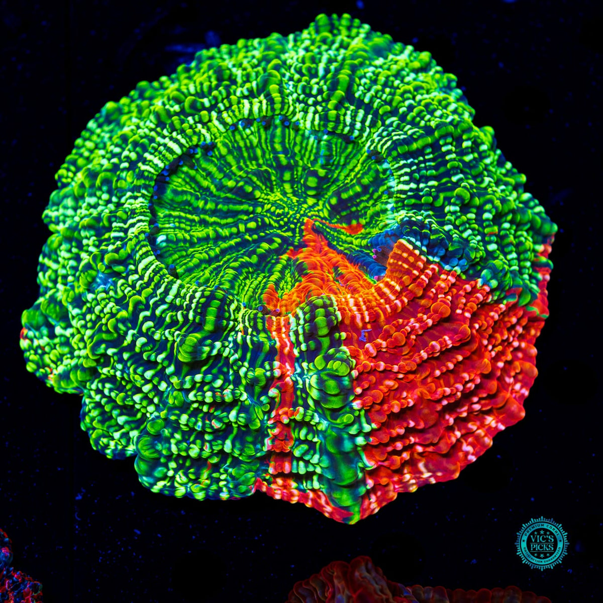 Prime Time Acanthophyllia - Actinic Photo