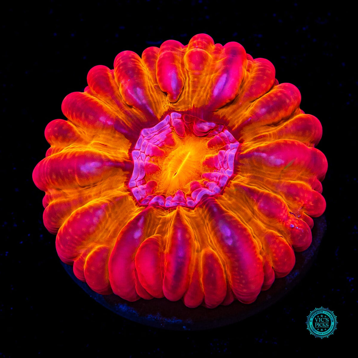 Bomba Fuego Cynarina - Actinic Photo