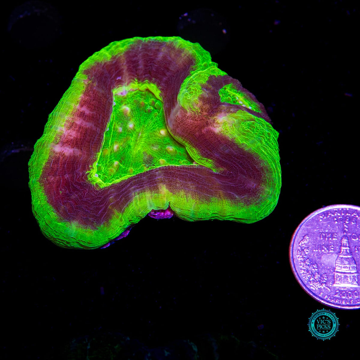 UFO Scolymia - Daylight Photo