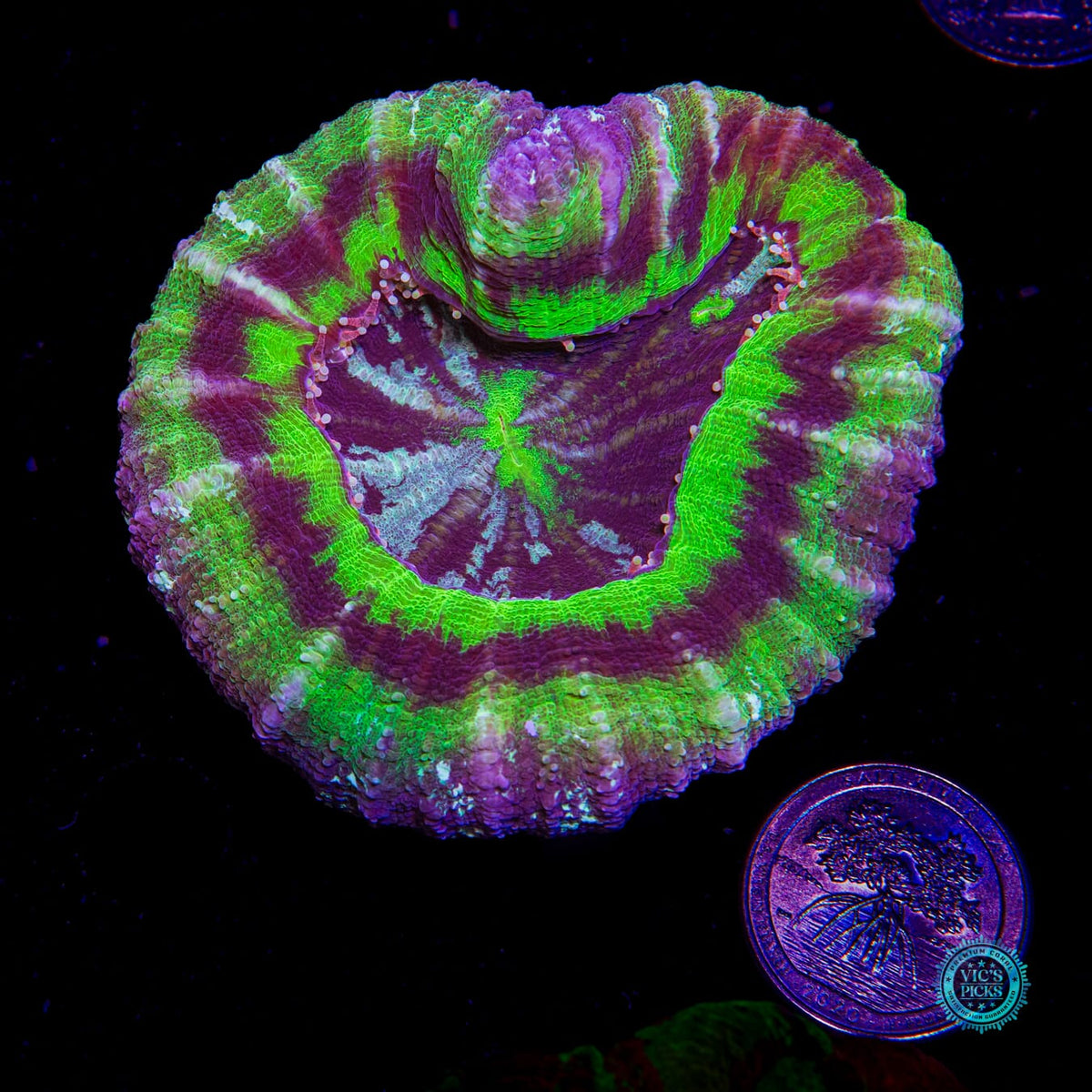 Pink Tentacle and Double Mouth UFO Scolymia - Daylight Photo