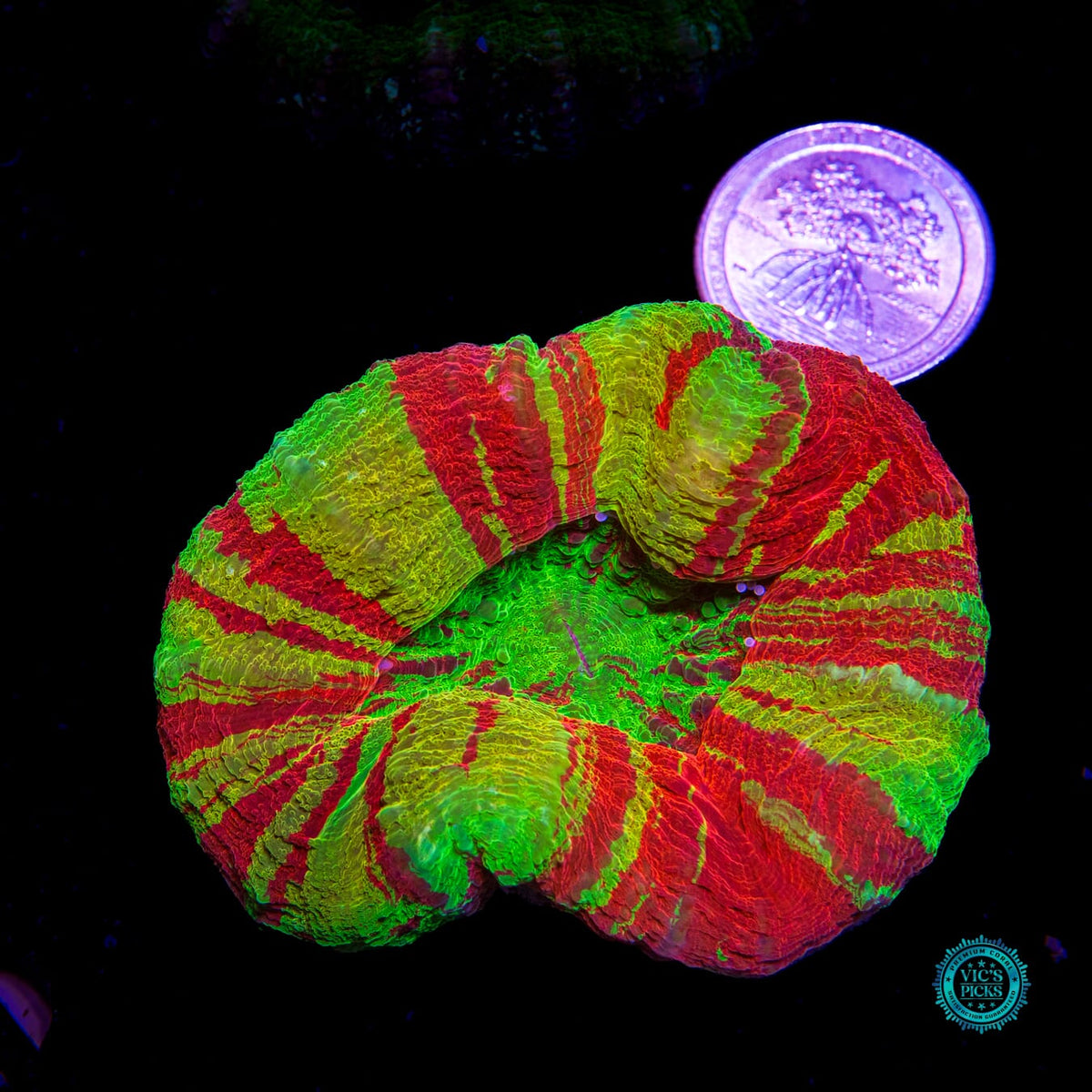 Bleeding Lemon Scolymia - Daylight Photo