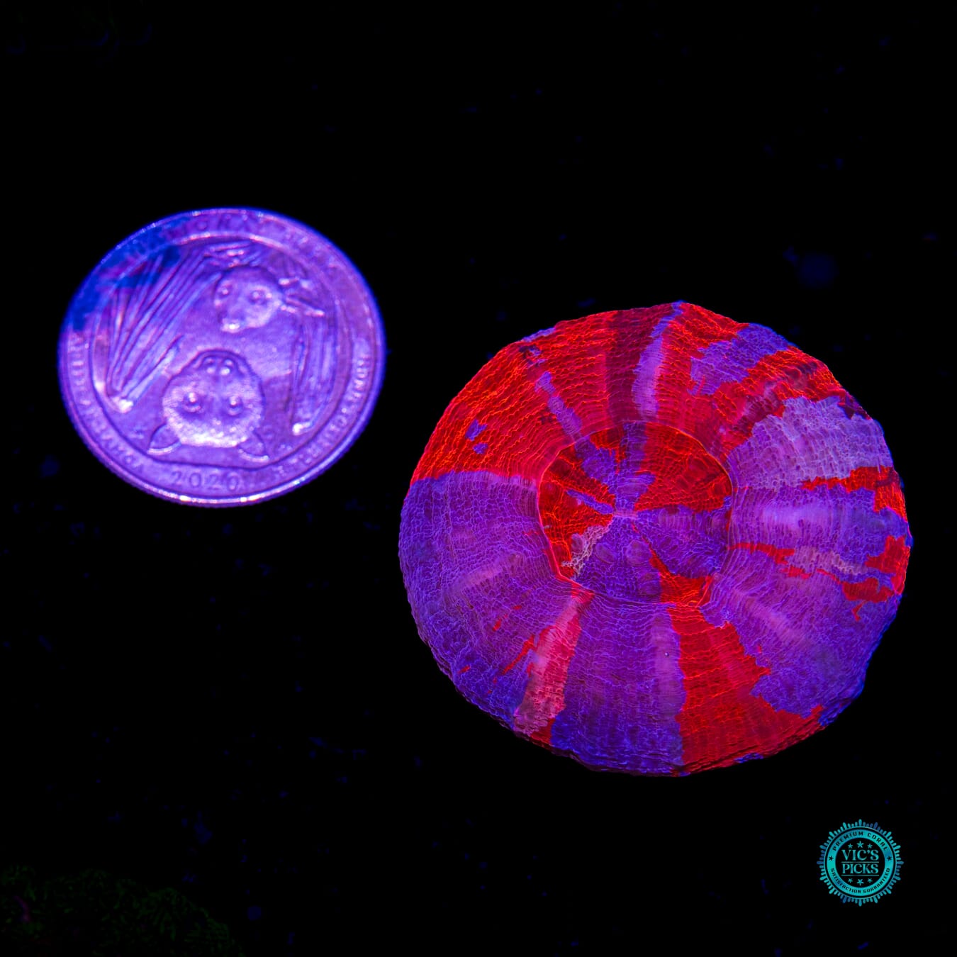 Mighty Superman Scolymia - Daylight Photo