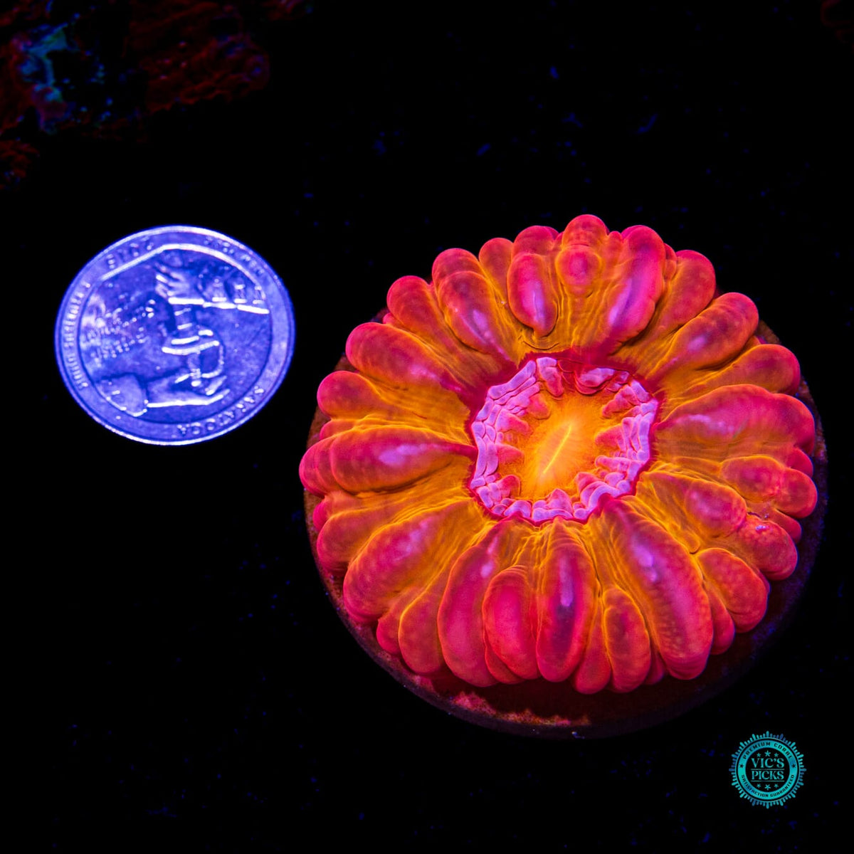 Bomba Fuego Cynarina - Daylight Photo