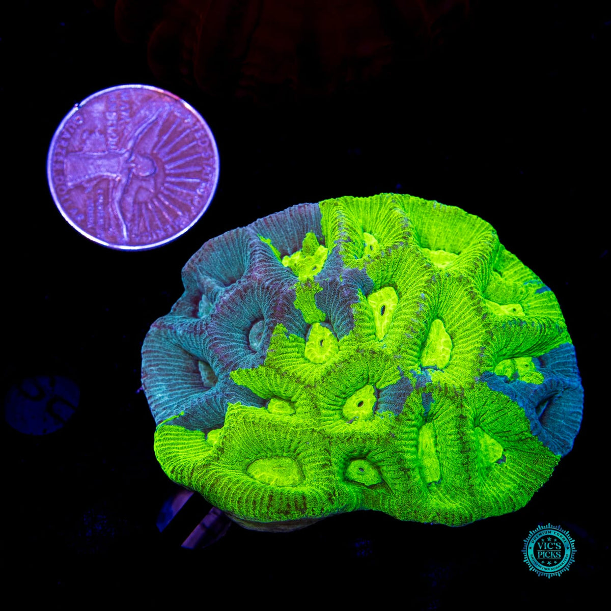 Radioactive Lemon Grafted Goniastrea - Daylight Photo