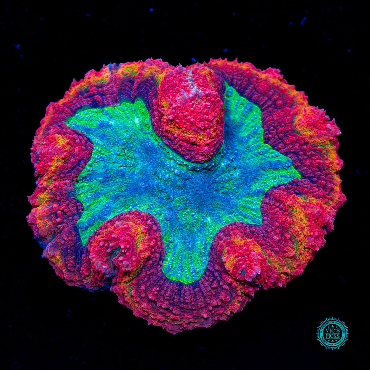 Ring of Fire Symphyllia - Actinic Photo