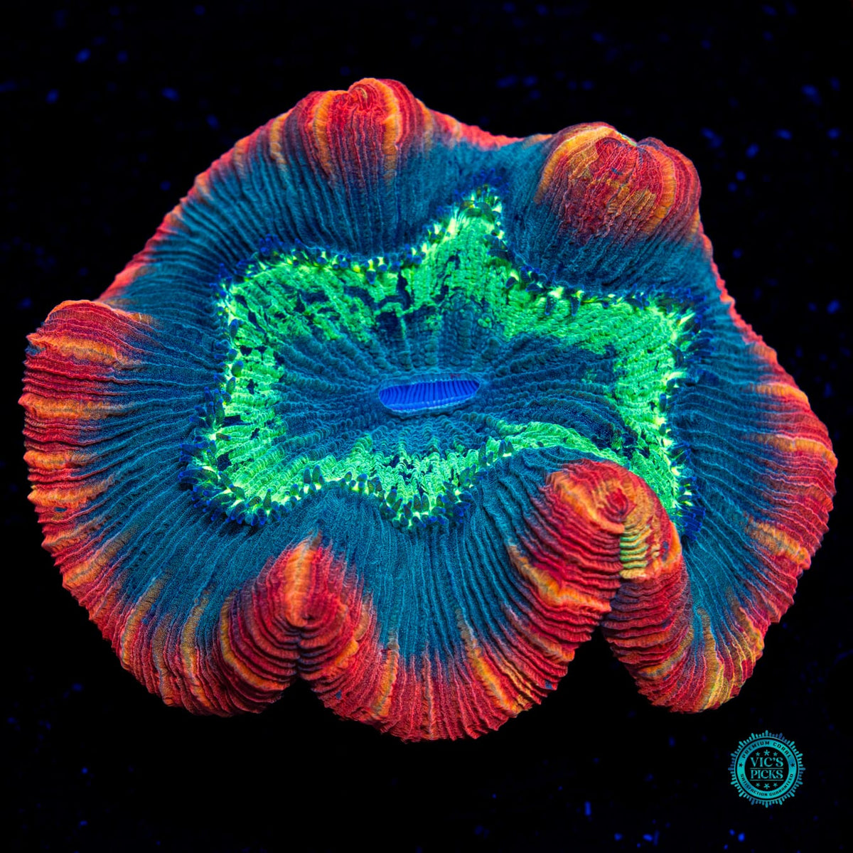 Smoldering Atoll Trachyphyllia - Actinic Photo