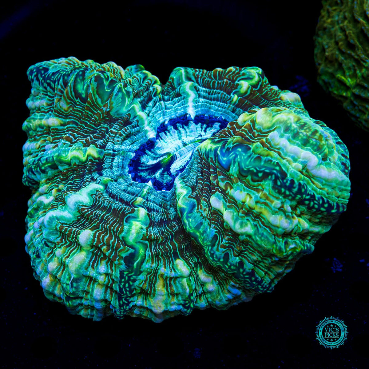 Emerald Abyss Indophyllia - Actinic Photo