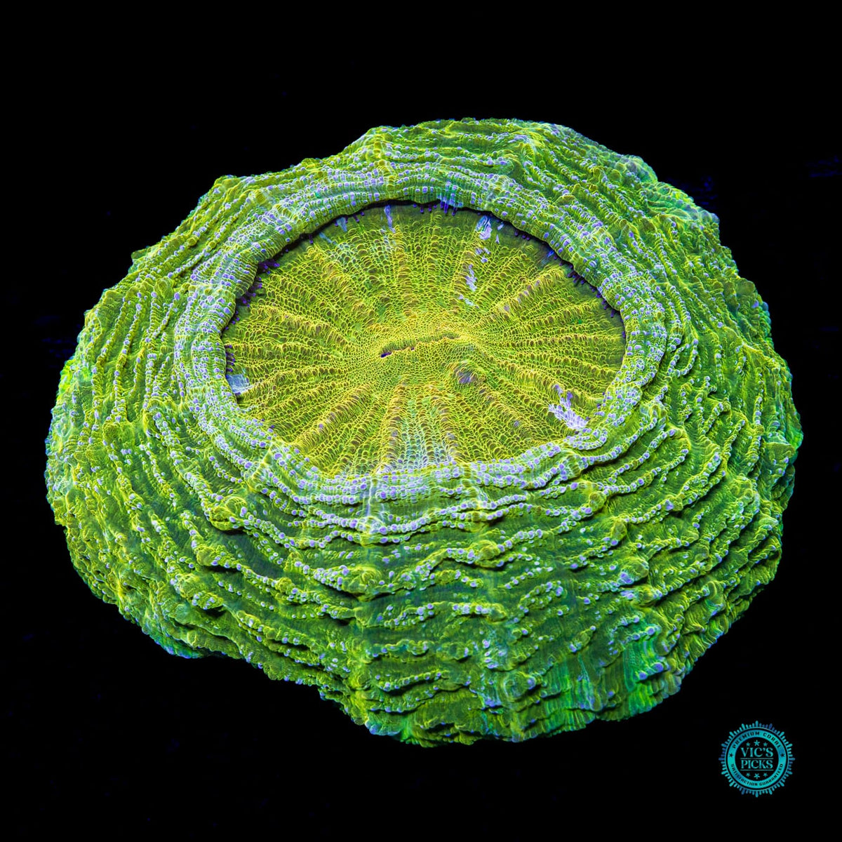 Oro Verde Acanthophyllia - Actinic Photo