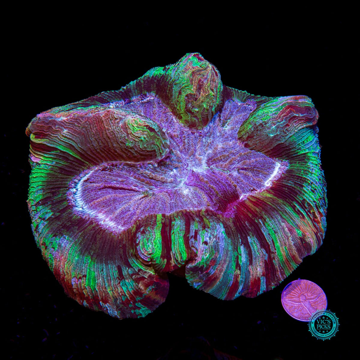 Rainbow River Trachyphyllia - Daylight Photo