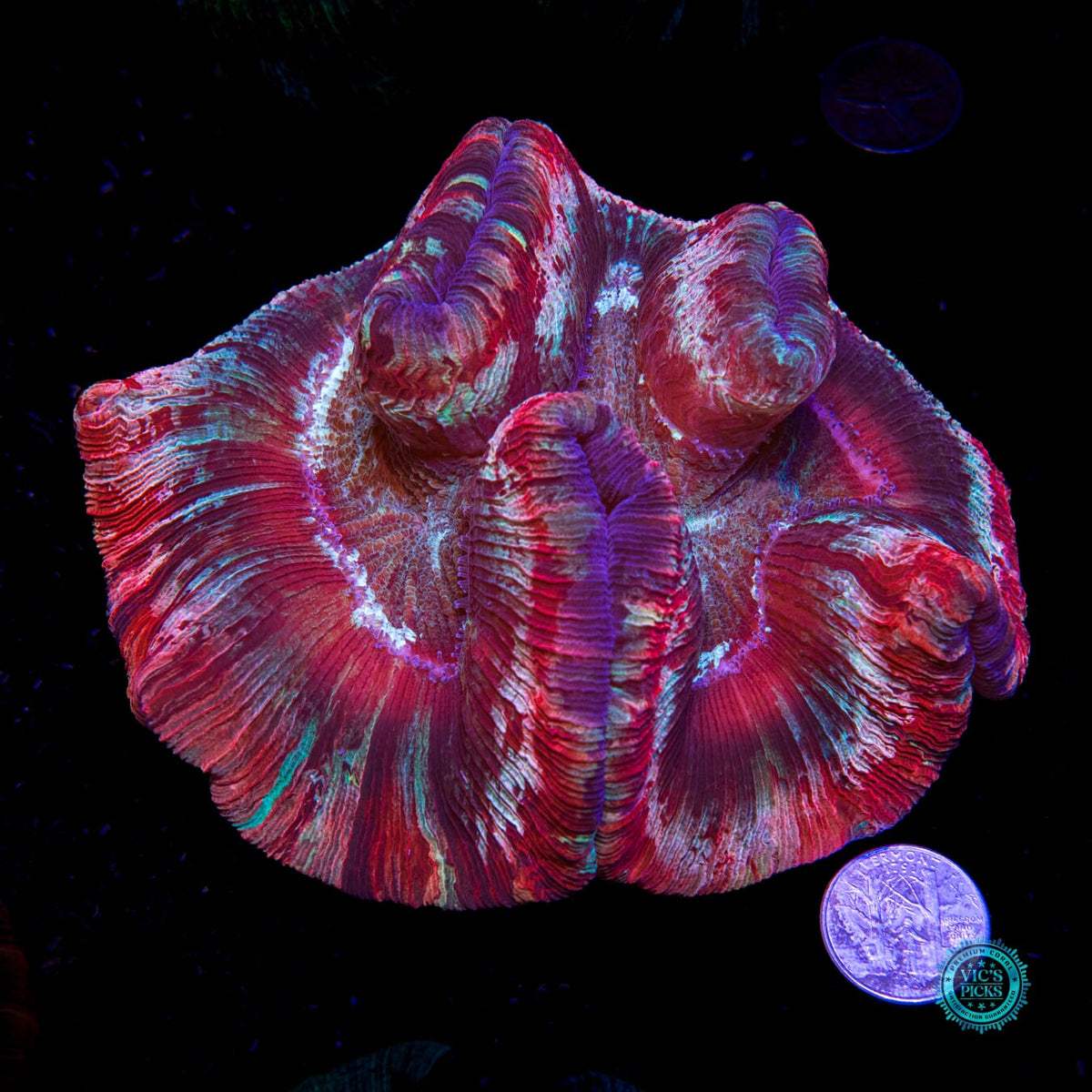 Strawberry Explosion Trachyphyllia - Daylight Photo