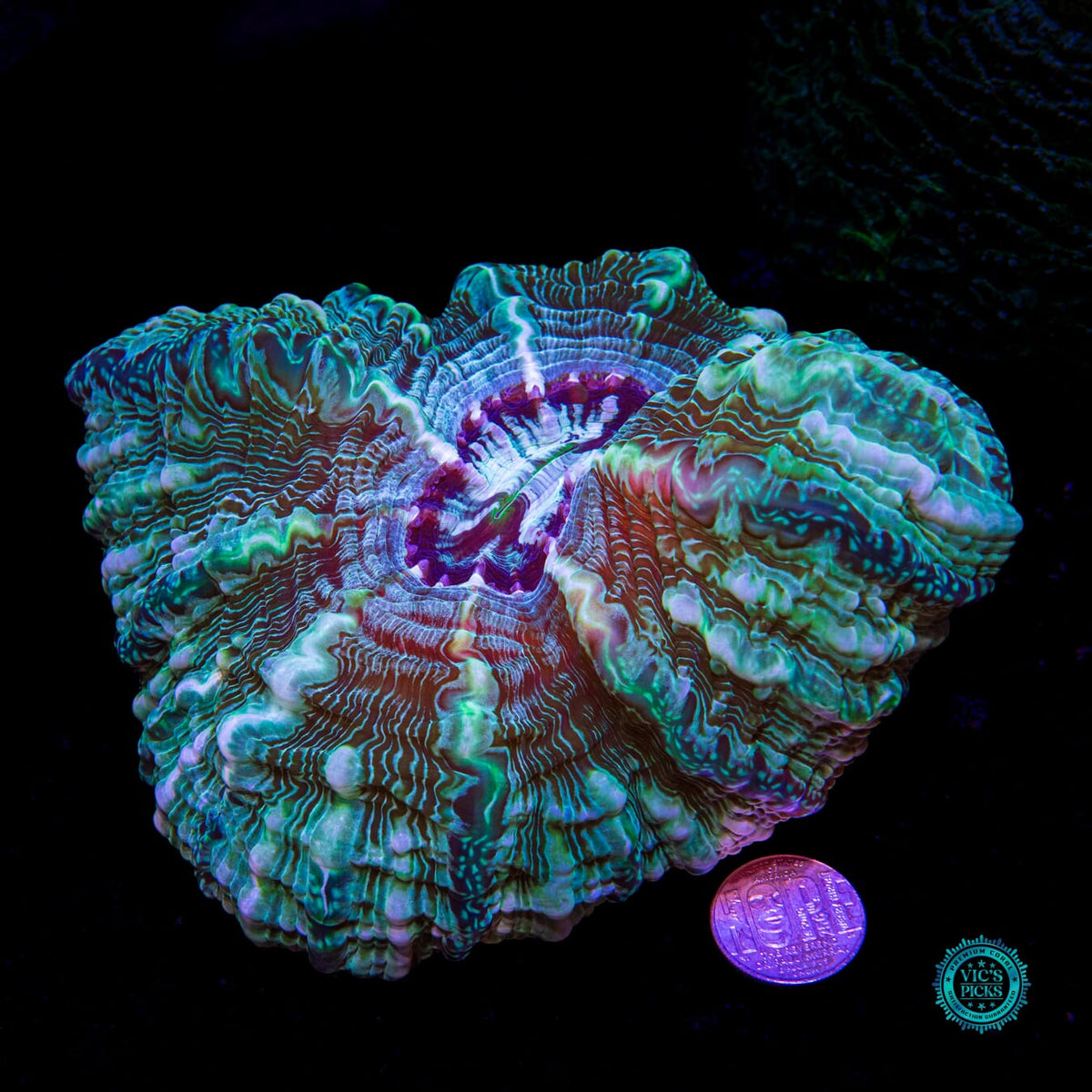 Emerald Abyss Indophyllia - Daylight Photo