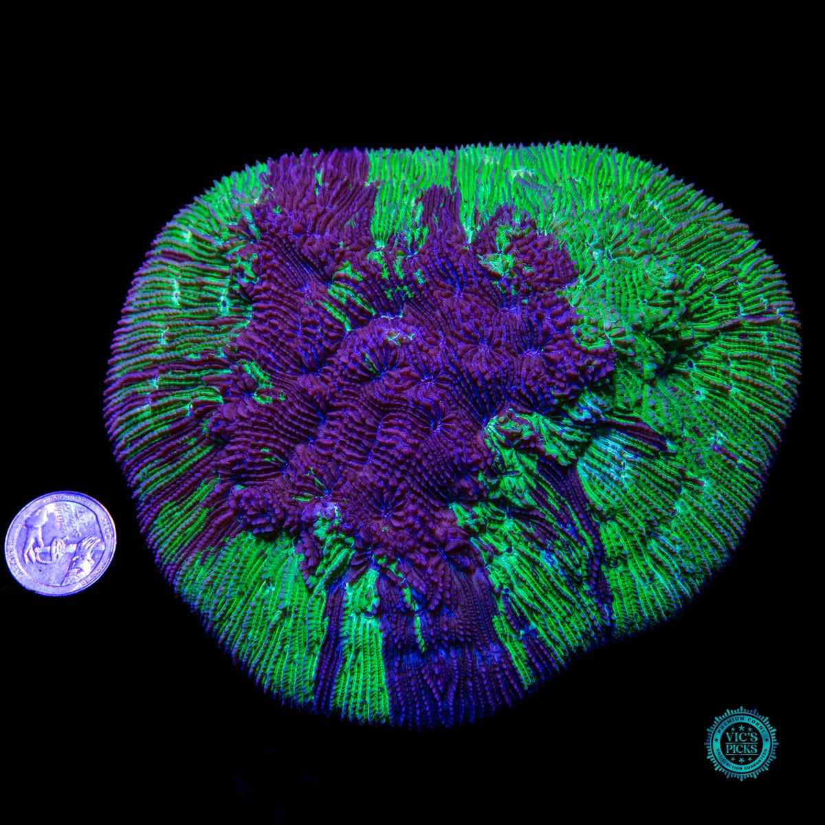 Hemisphere Halomitra Plate - Daylight Photo